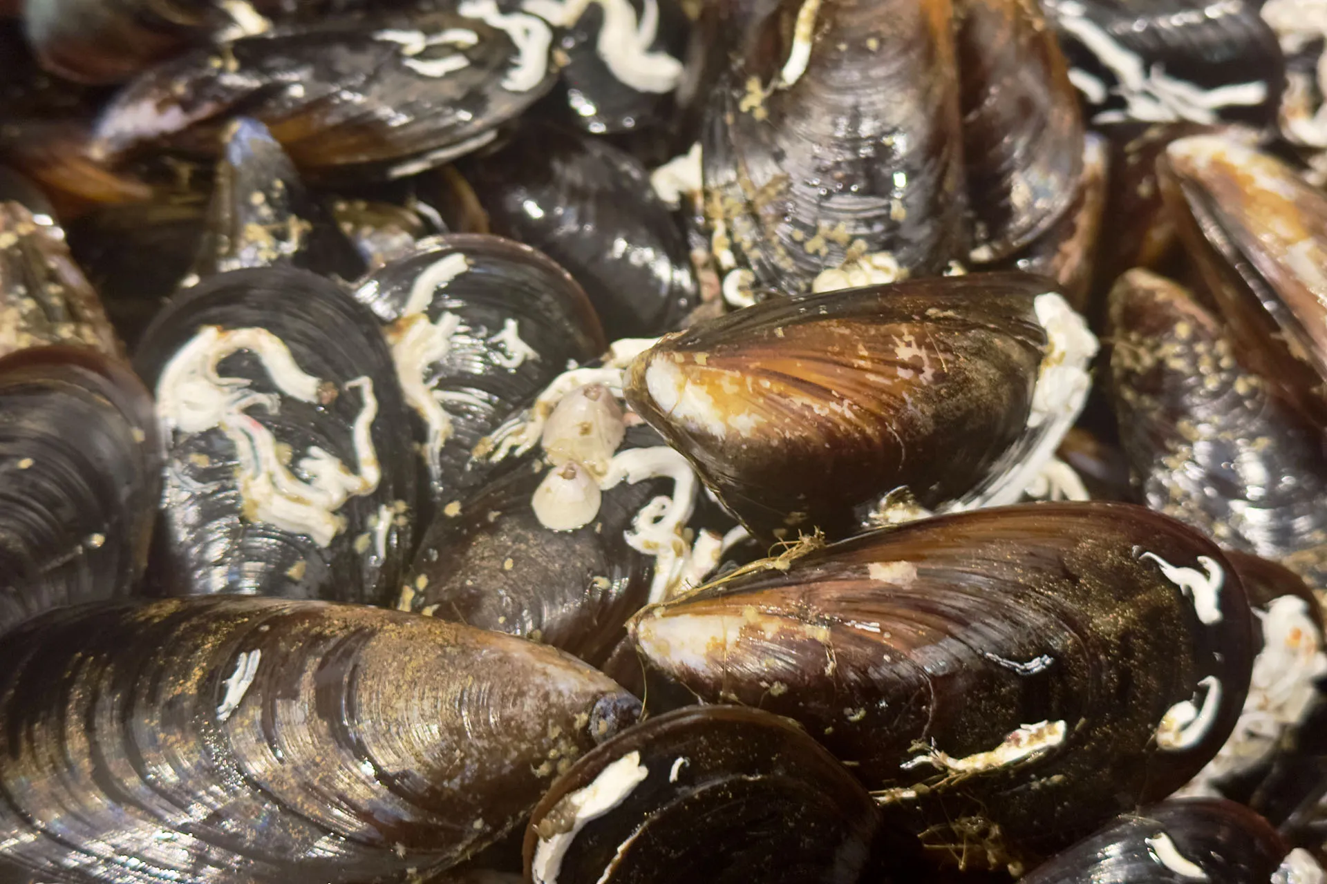 Frische rohe Miesmuscheln mit Seepocken und Byssusfäden in Nahaufnahme