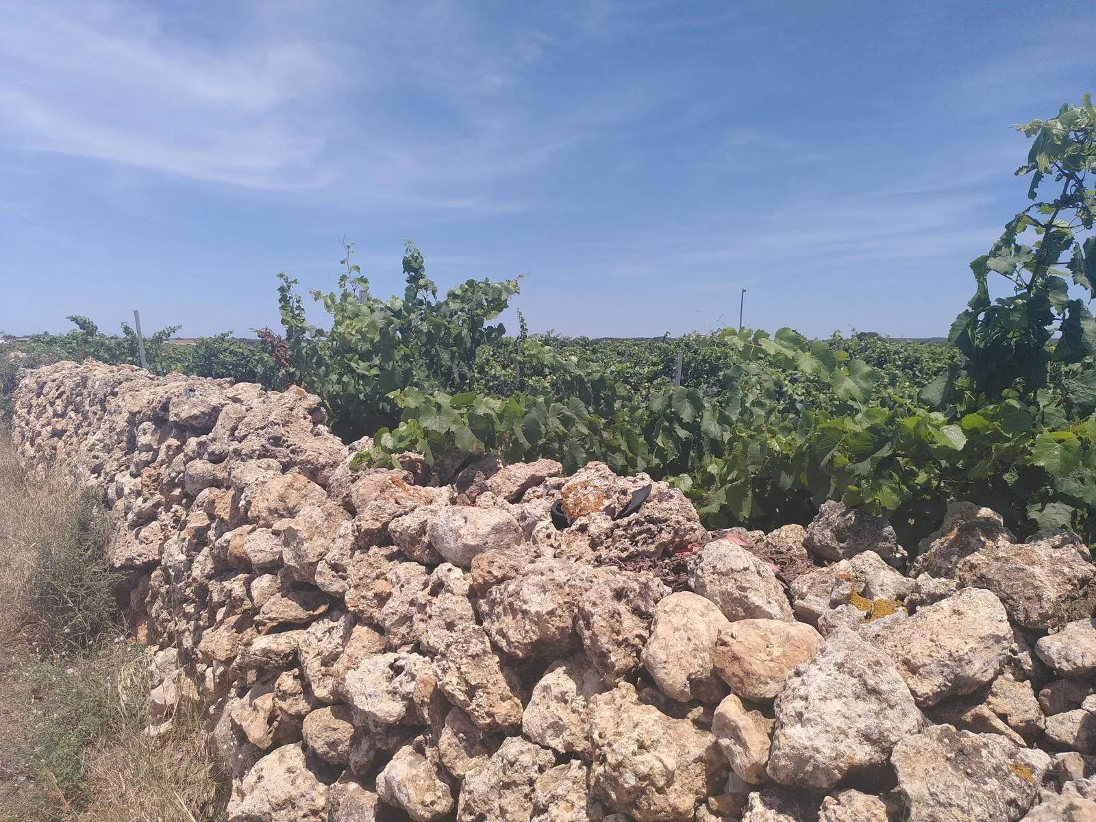 Weinberg hinter Tanca