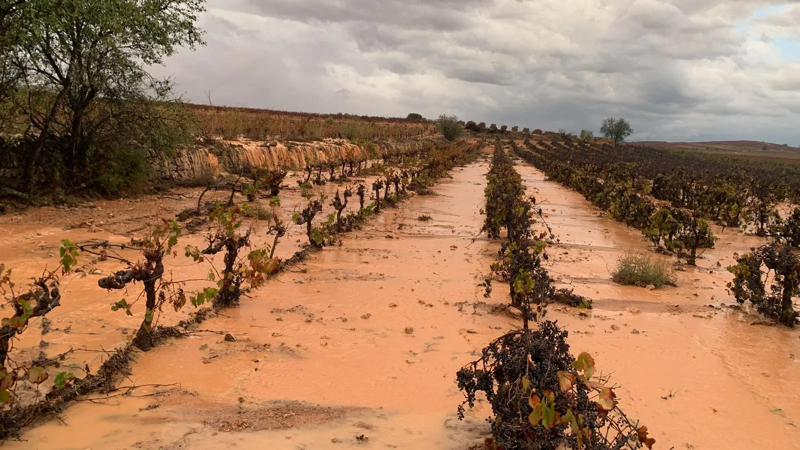 Vera de Estenas Reben