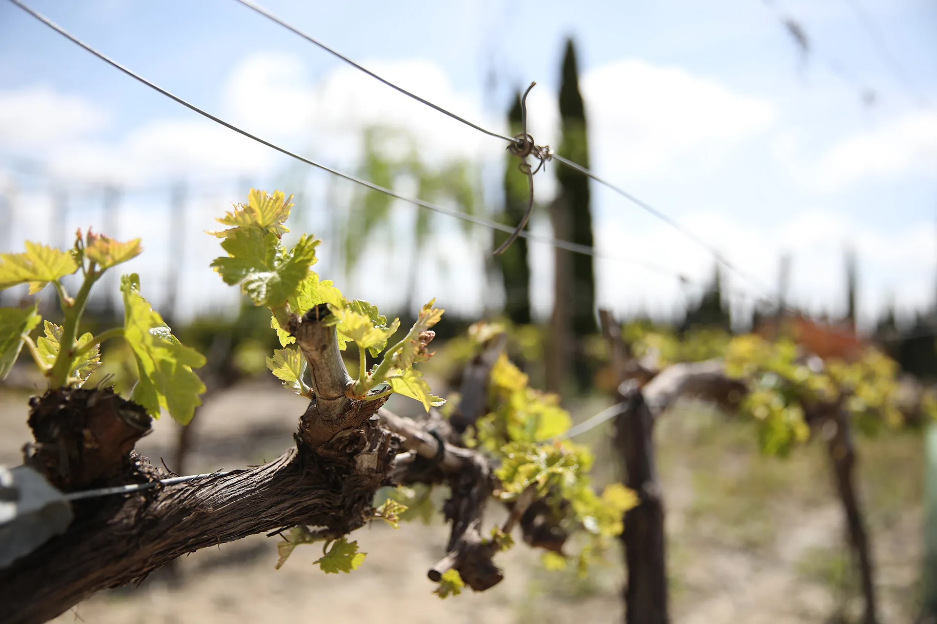 PalominoFino Weinstoecke