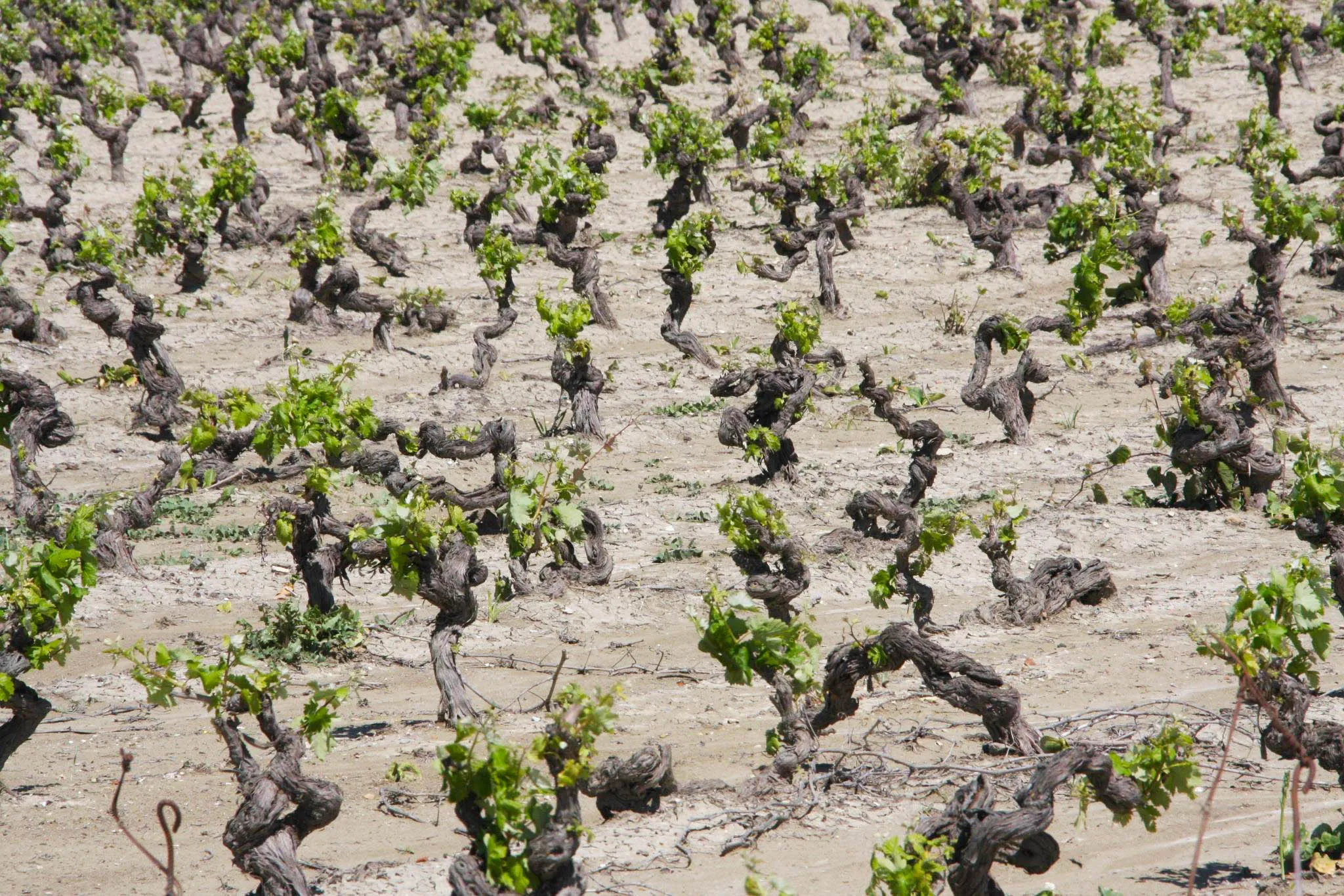 Rebstöcke auf Albariza Boden