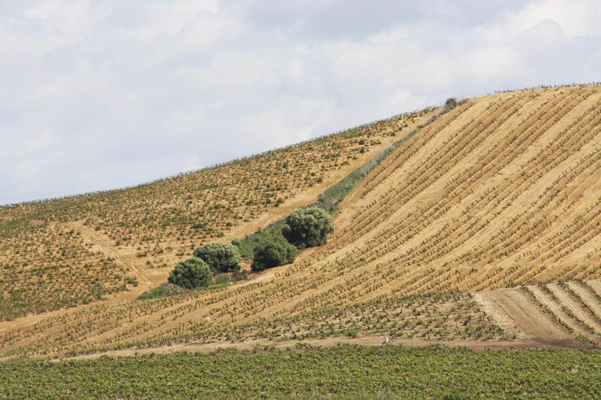 Weinberg mit Sand und Lehm n Andalusien
