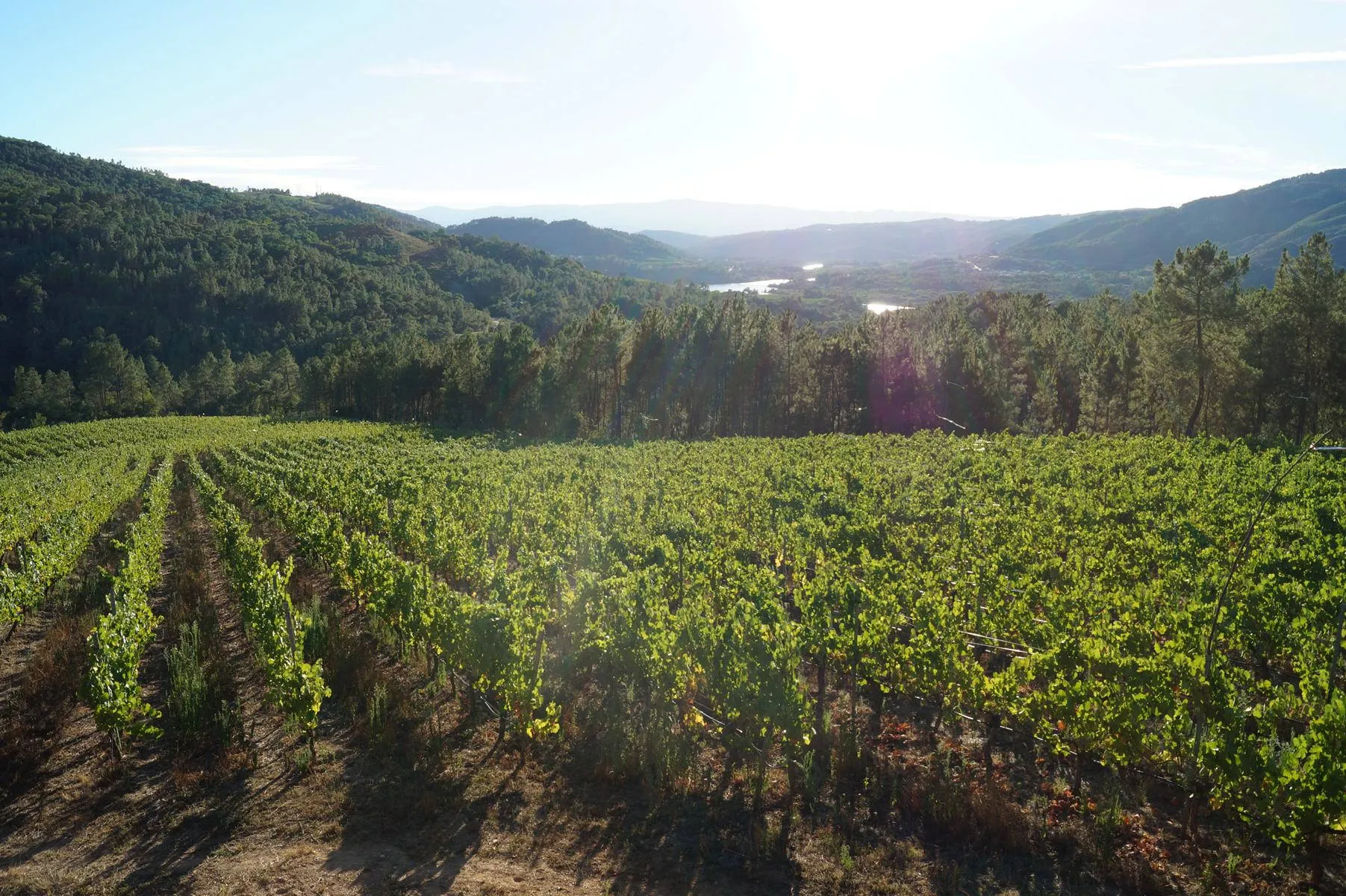 Adega do Demo Weinberg mit Miño im Hintergrund