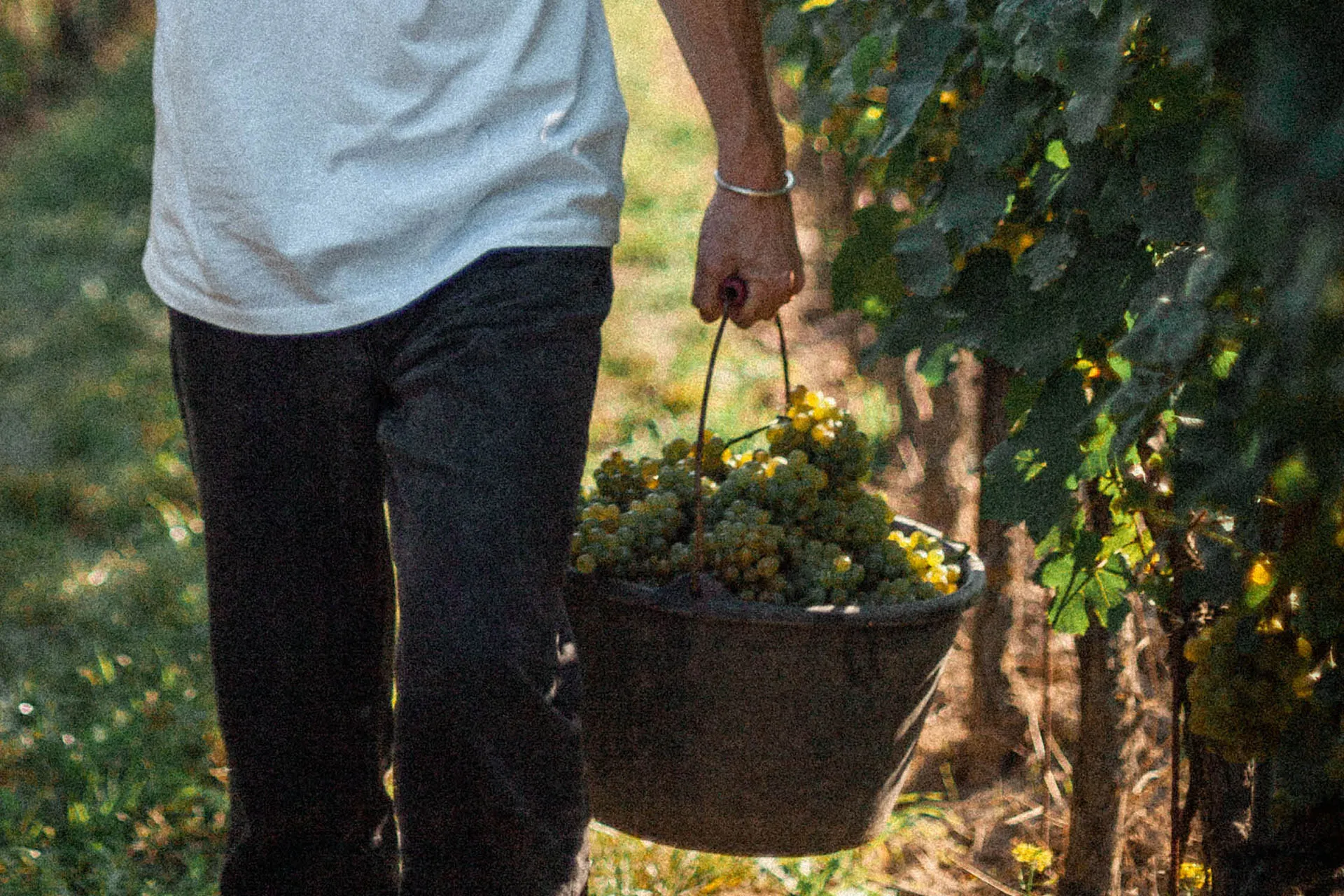 ein Mann trägt einen Eimer mit Weintrauben bei der Lese im Weinberg