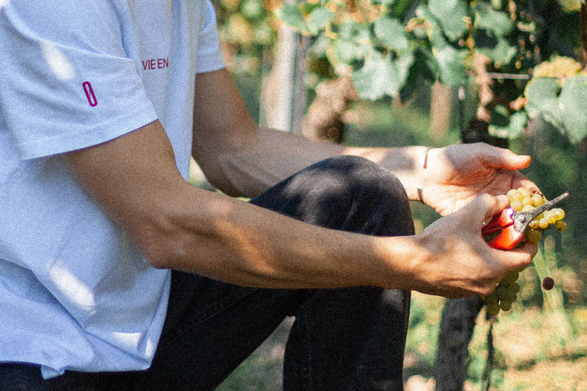 eine menschliche Hand die Trauben im Weinberg erntet