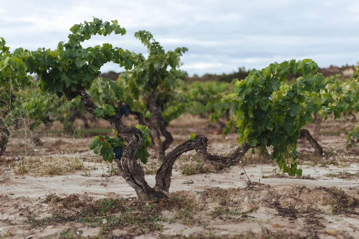 Alter Rebstock im Rioja