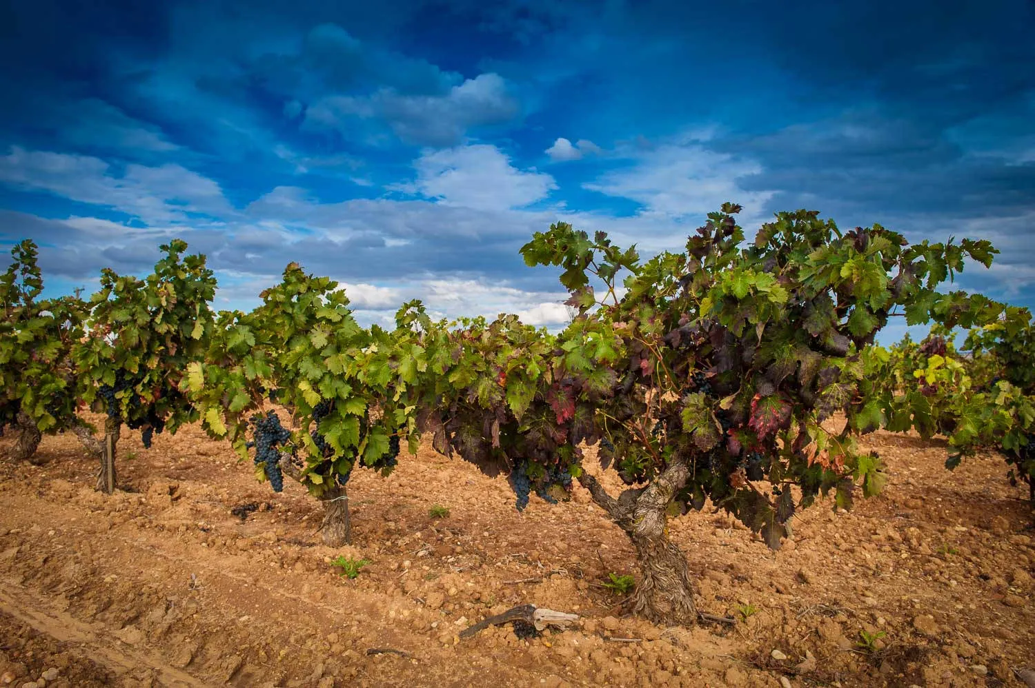 Rebzeilen im Ribera del Duero