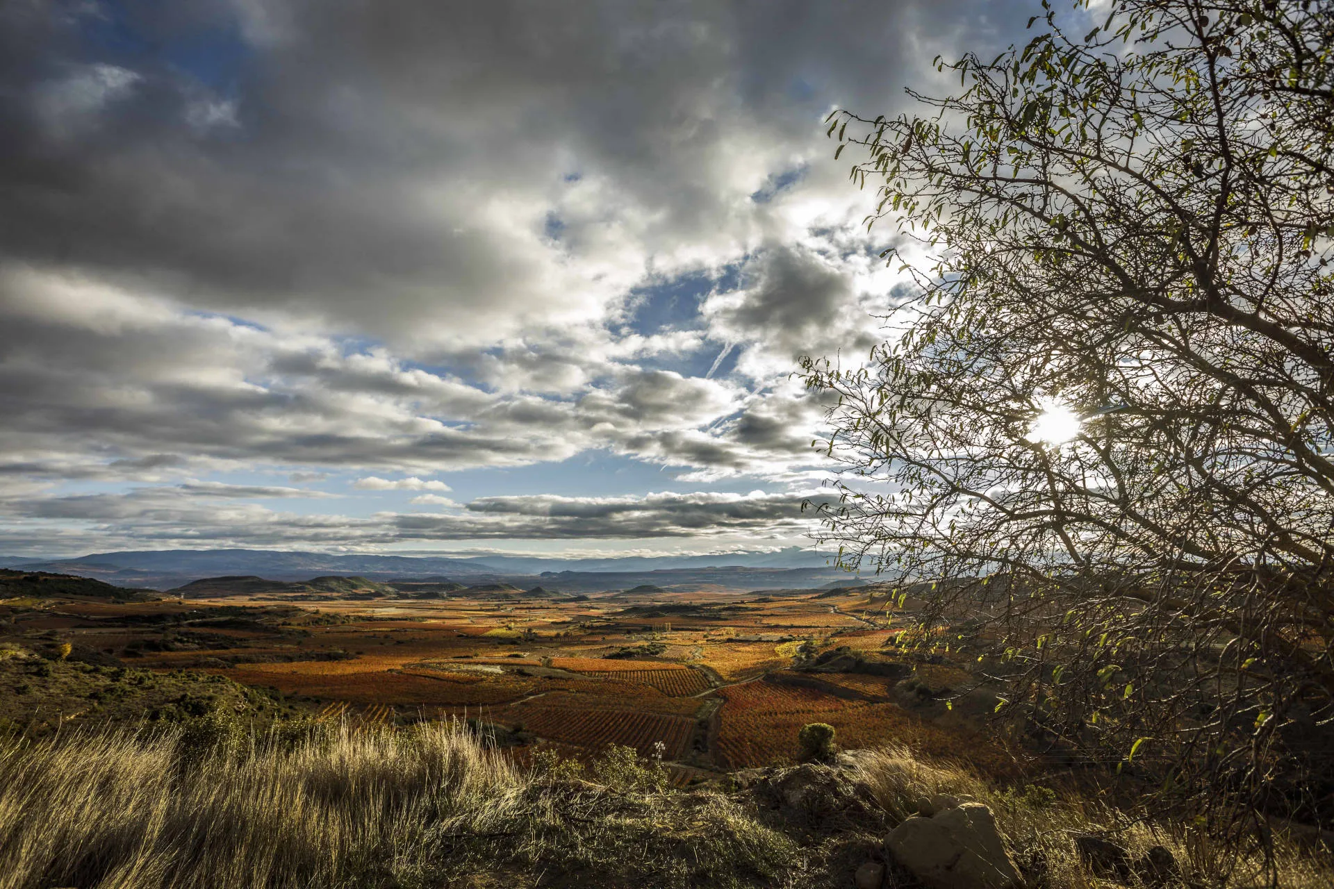 Rioja Alavesa Landschaft