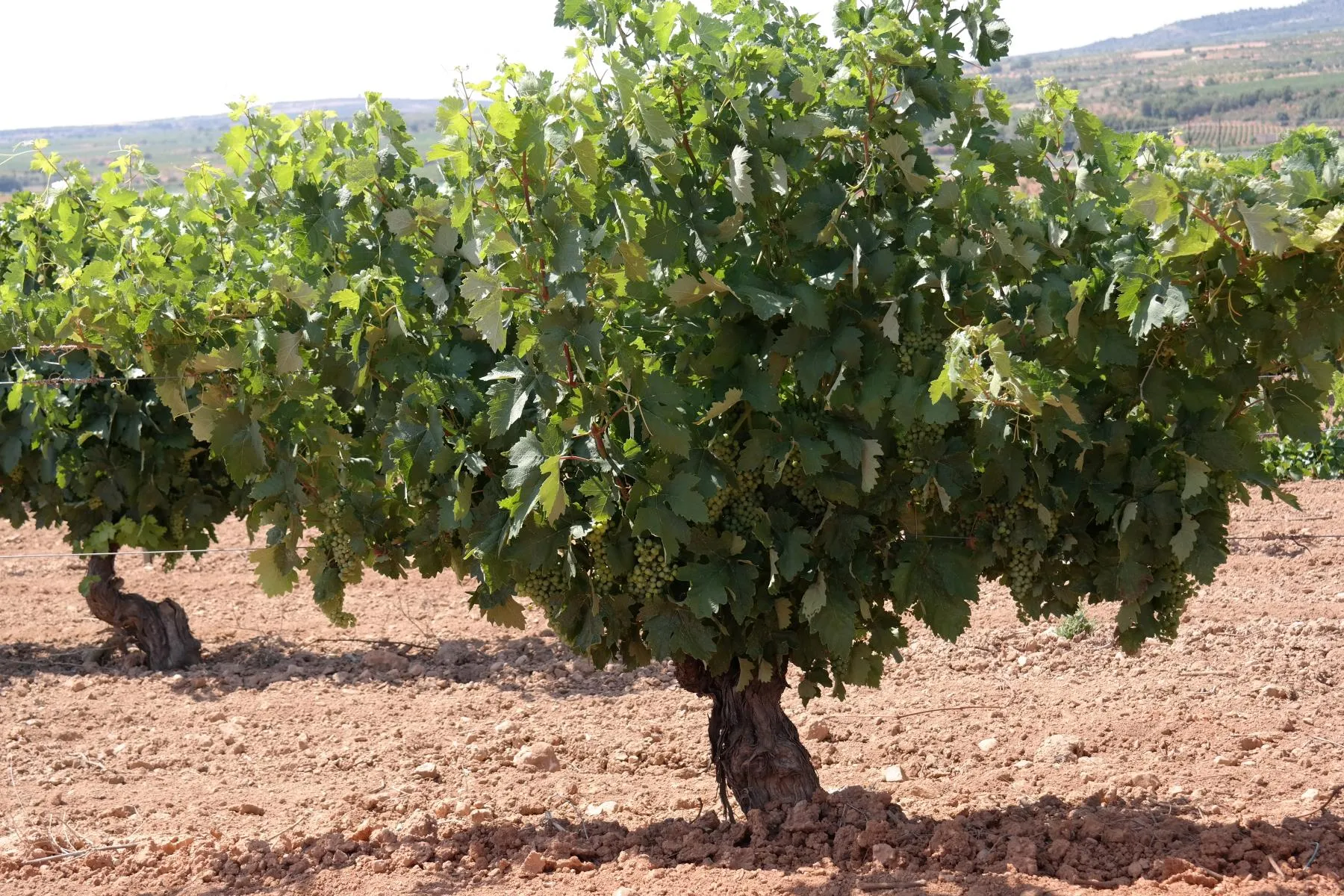 Garnacha Blanca