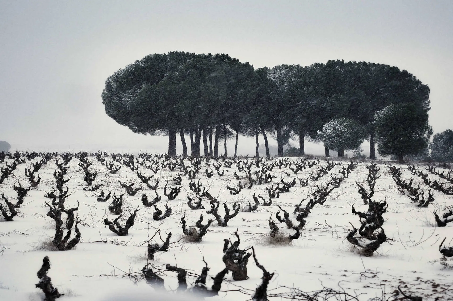 Ribera del Duero Schnee im Weinberg