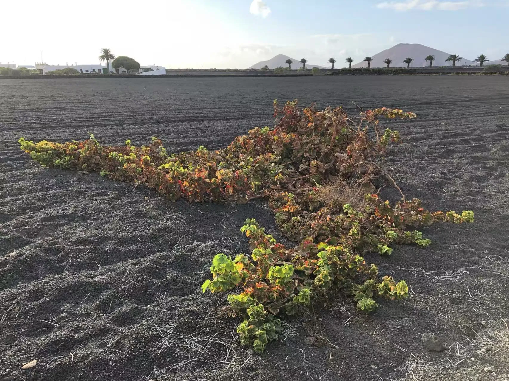 Rebe kriechend Lanzarote