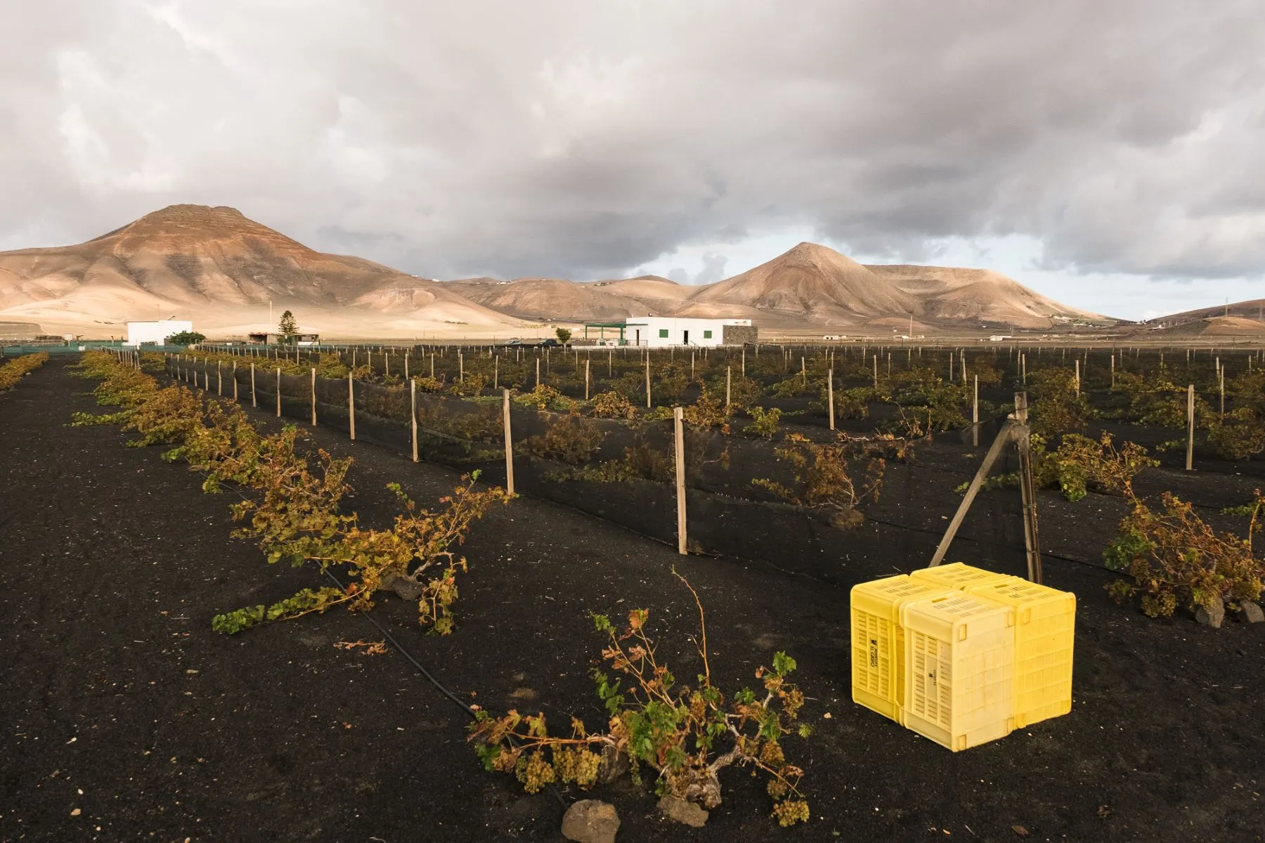 El grifo Vendimia de invierno 031