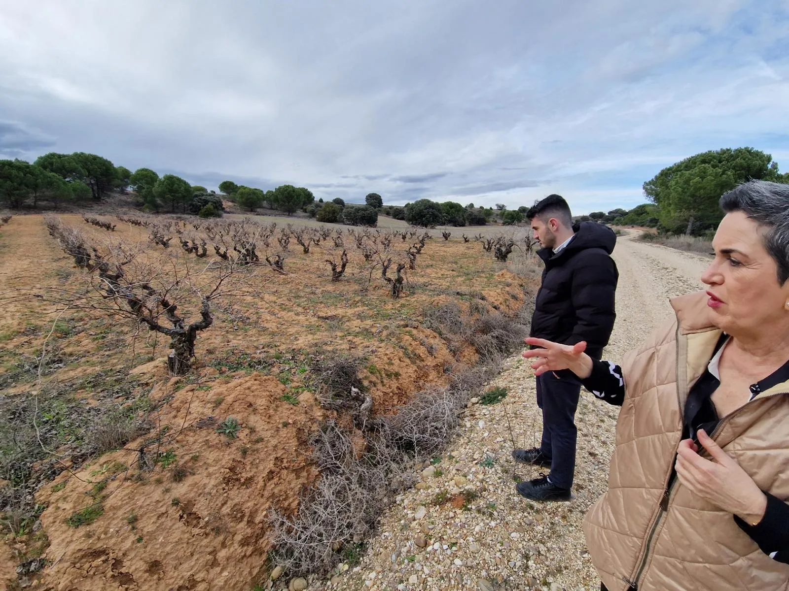 Ein Weinberg mit alten Reben