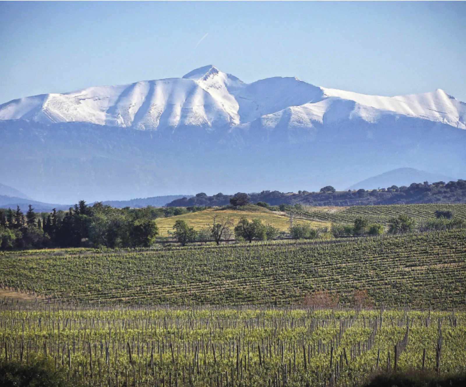 Blick auf Weinberge und im Hintergrund schneebedeckte Berge