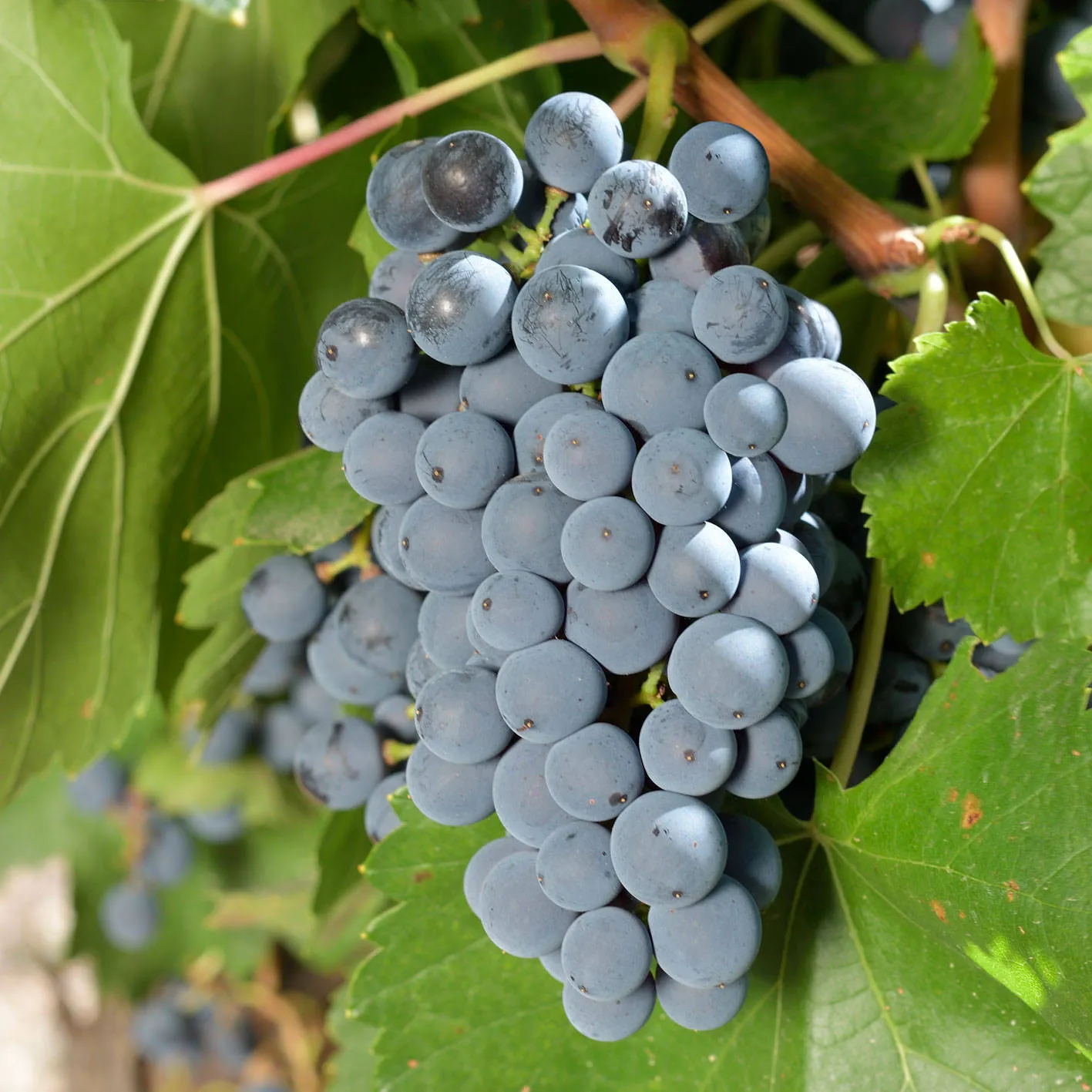 Eine reife Weintraube