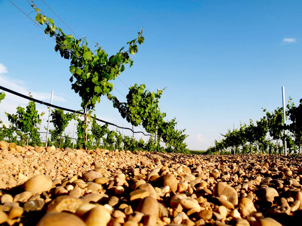 Kieselsteine in einem Weinberg