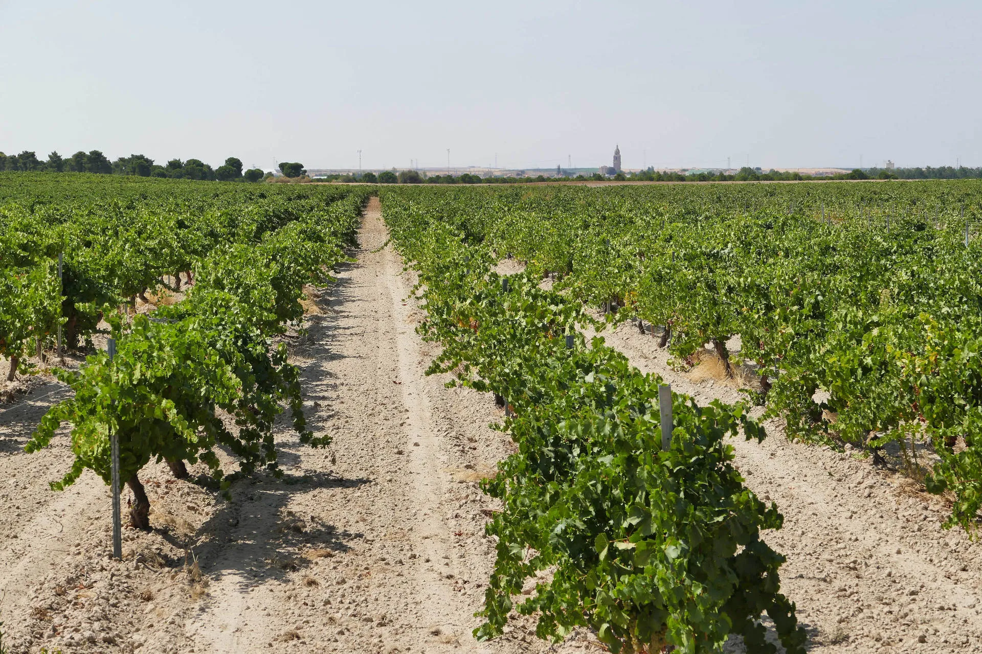 Rebzeilen in Spanien