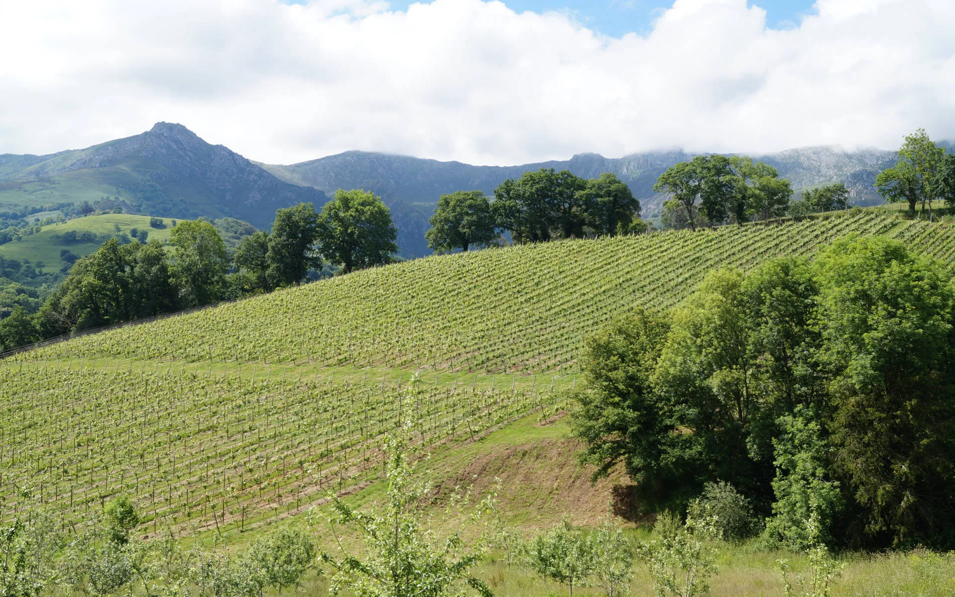 Weinberg der Bodega Palacio de Nevares mit Blick auf Berge