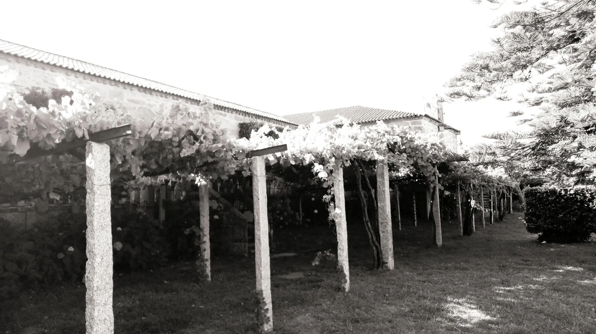 Weinreben in Pergolaerziehung