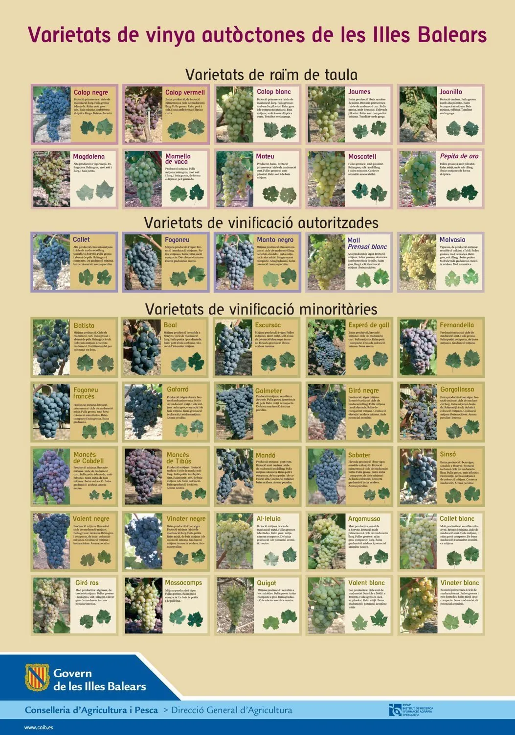 Ein Plakat mit den Weinsorten Mallorcas