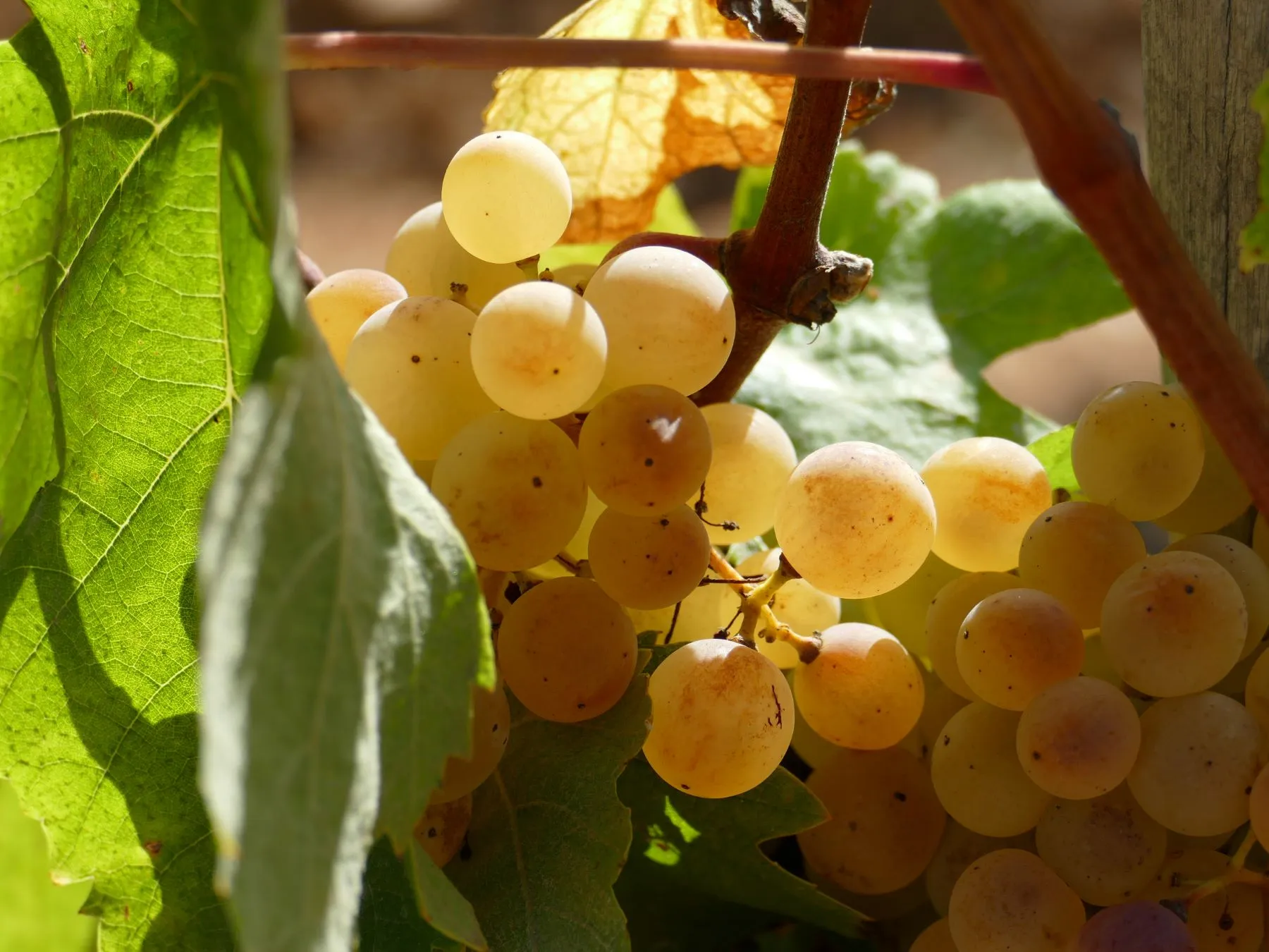 Ein Foto von einer Weintraube auf Mallorca