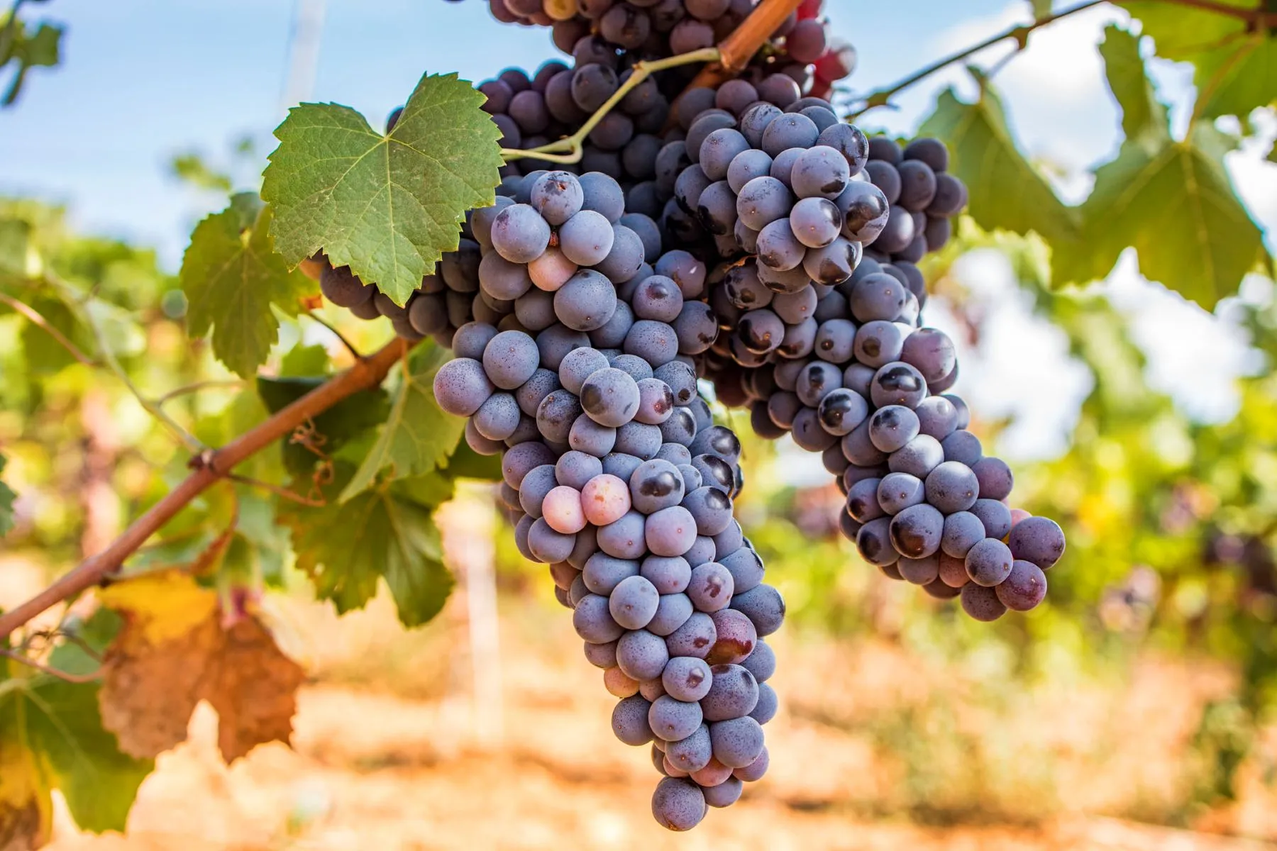 vino-mallorca-binissalem-callet2