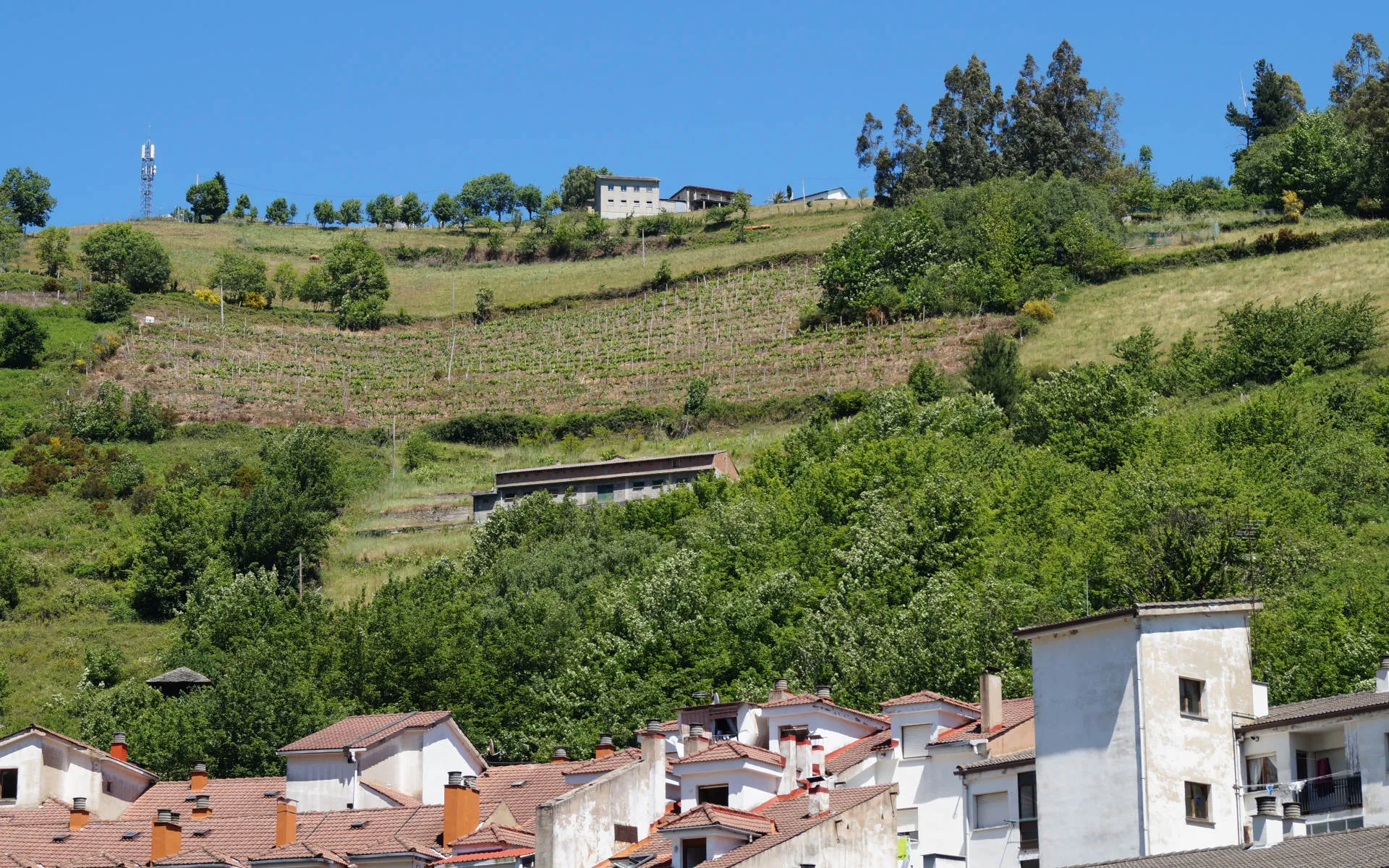 Weinberg am Hang in Cangas