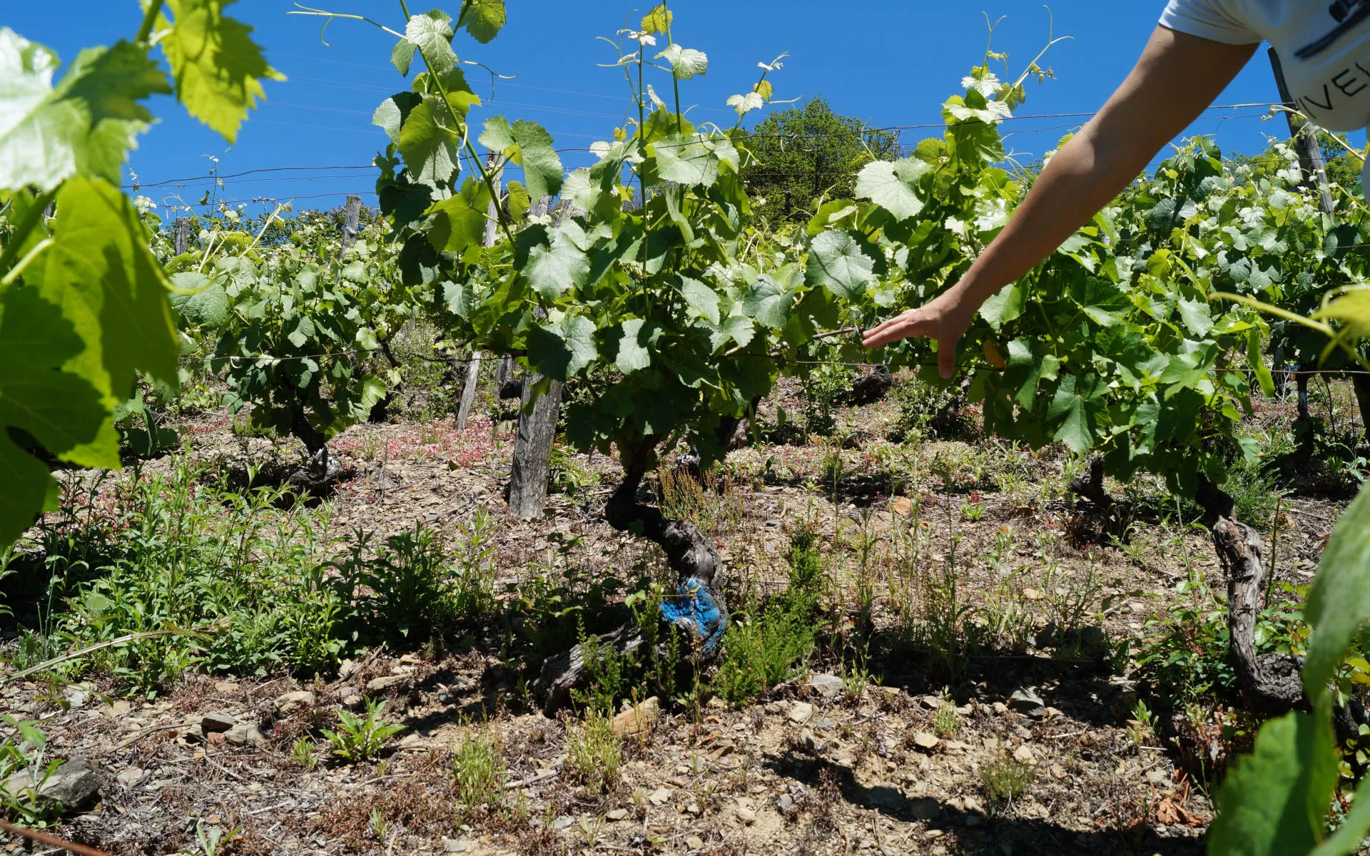gemischter Satz in Cangas