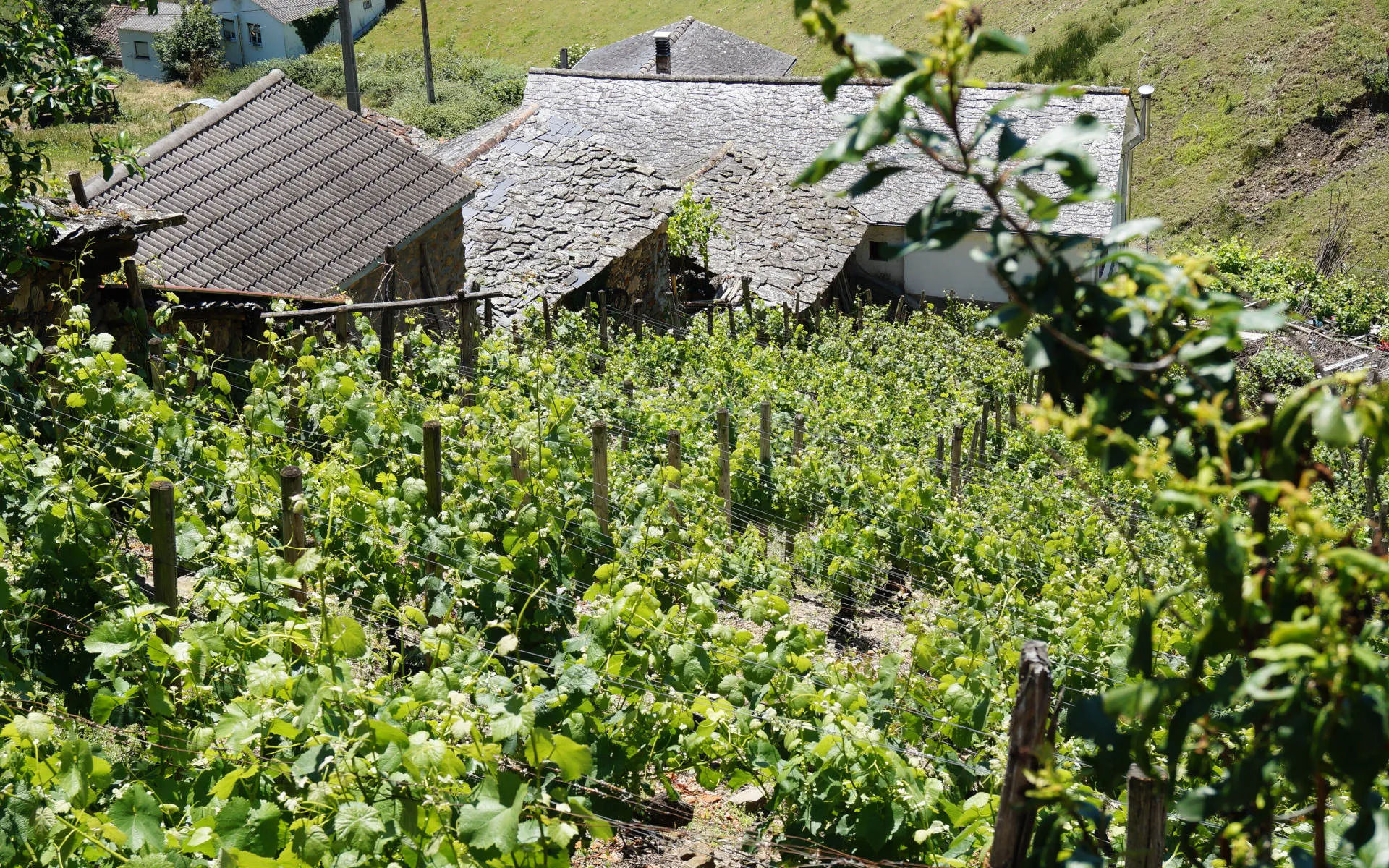 steiler Weinberg mit kleinen Bodegas