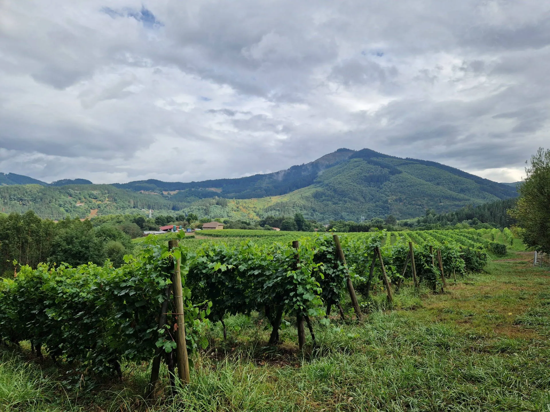 Landschaftsaufnahme mit Weinberg und bewaldetem Hügel