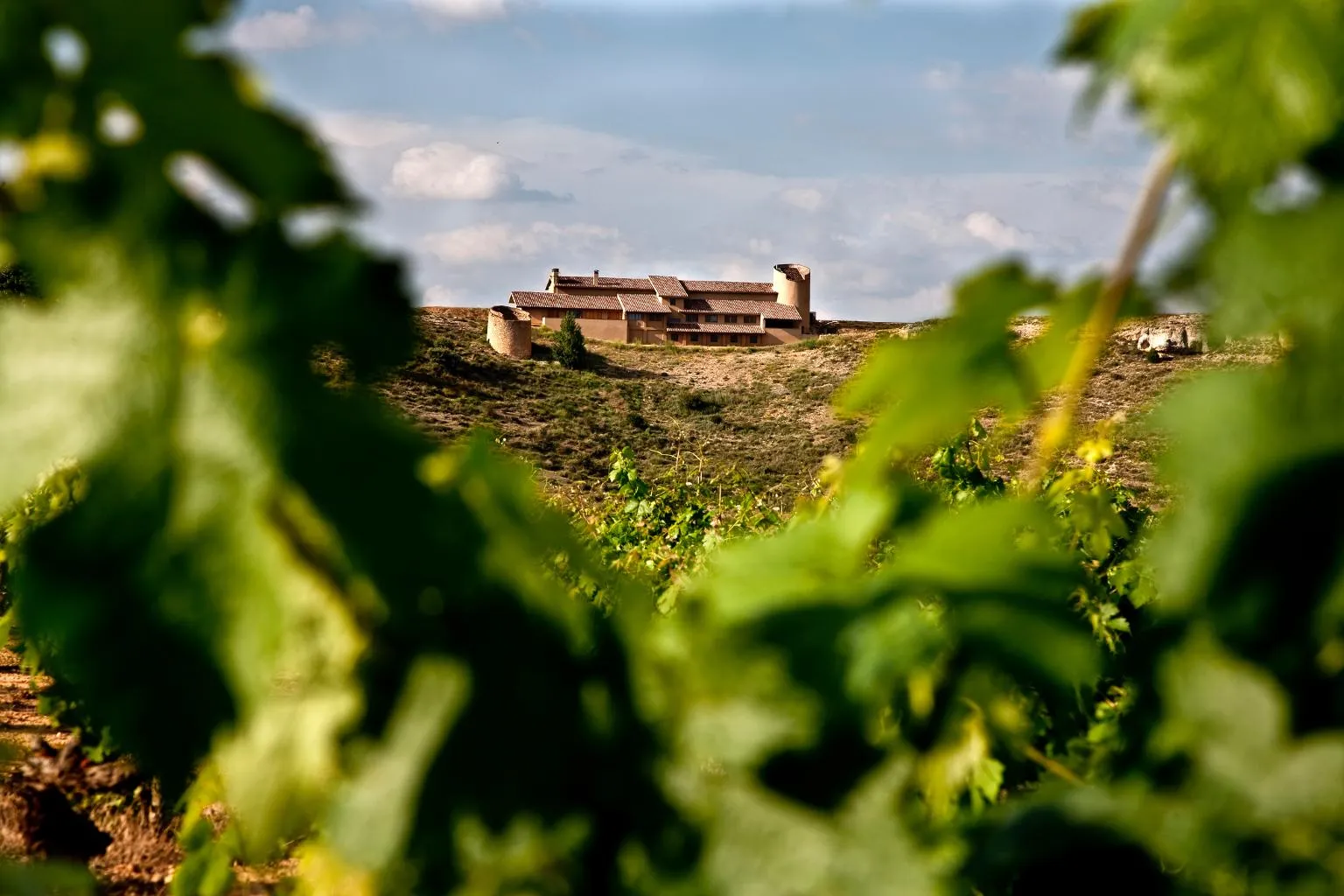 Ein Weingut durch Rebstöcke betrachtet