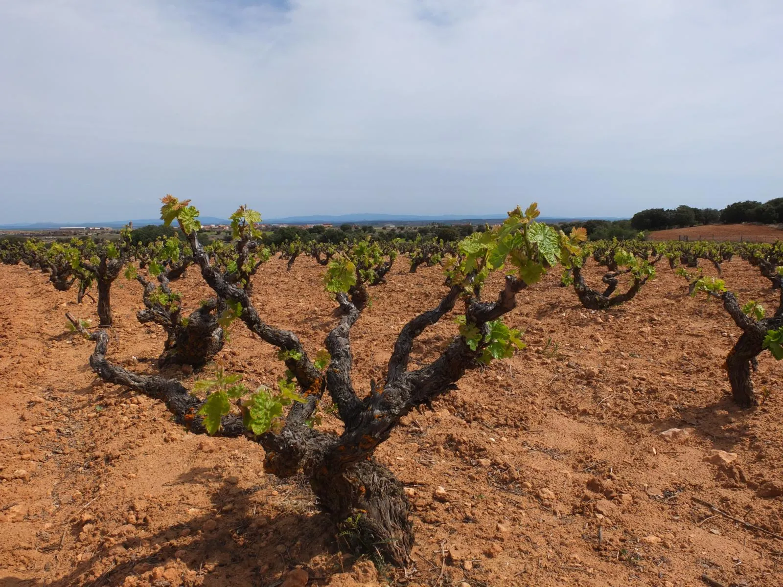 ein paar alte, knorrige Weinstöcke