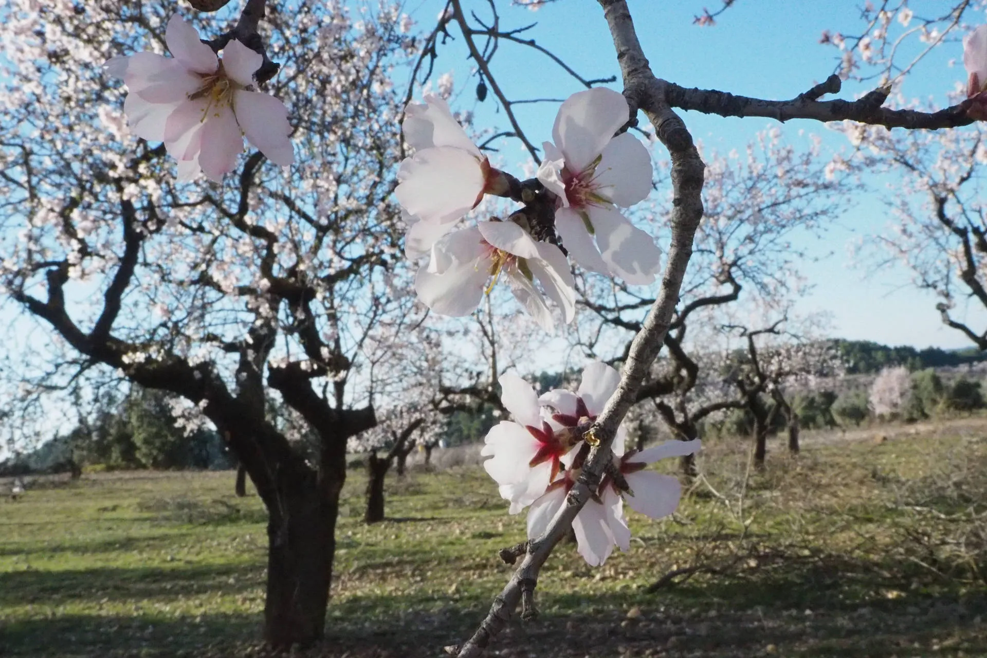 Blühende Mandelbäume in Aragonien