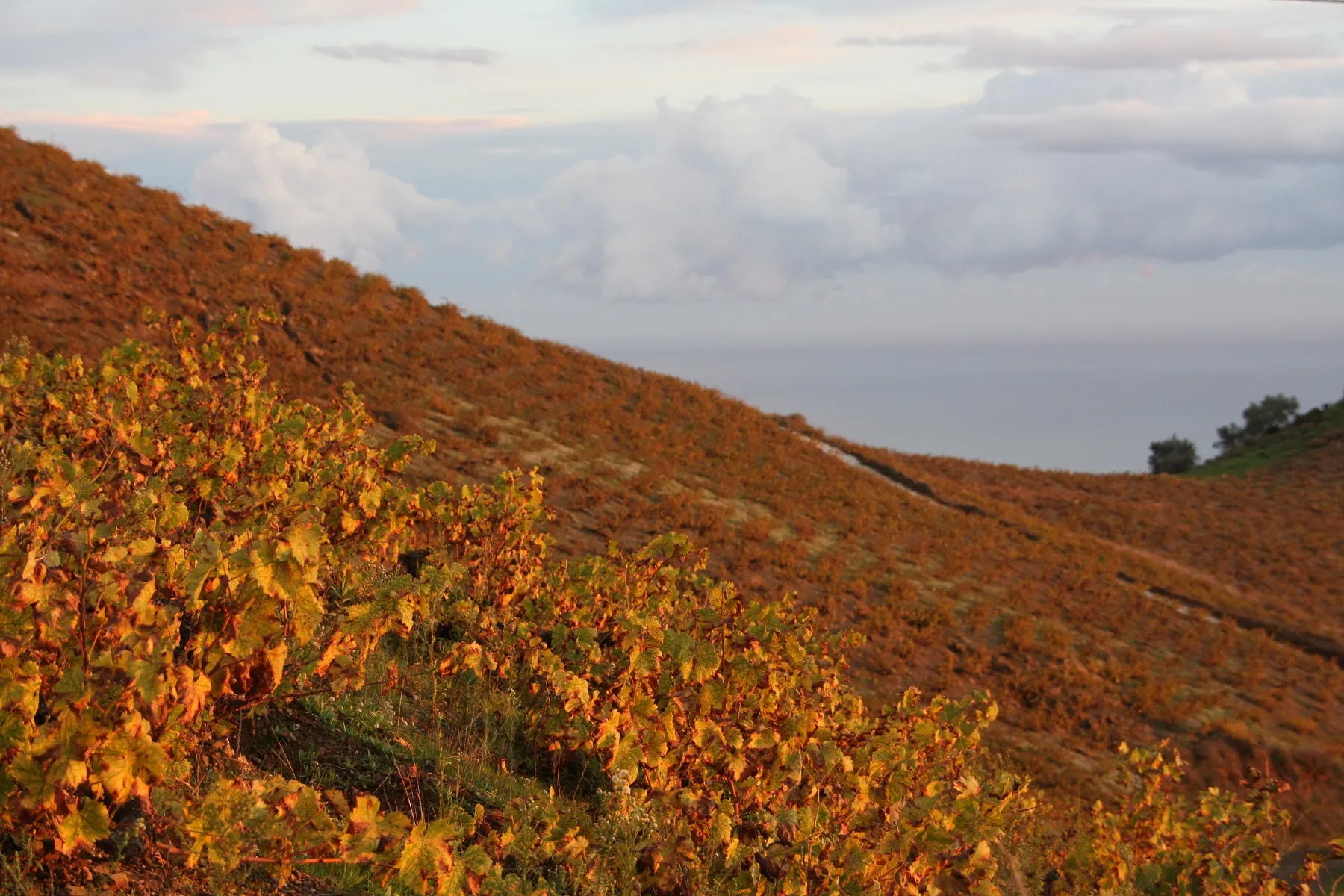 die Farben ein Träumchen