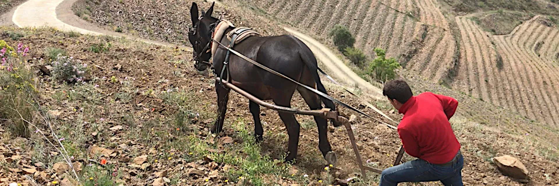 Mann pflügt mit Pferd eine Terrasse, um Weinreben zu pflanzen