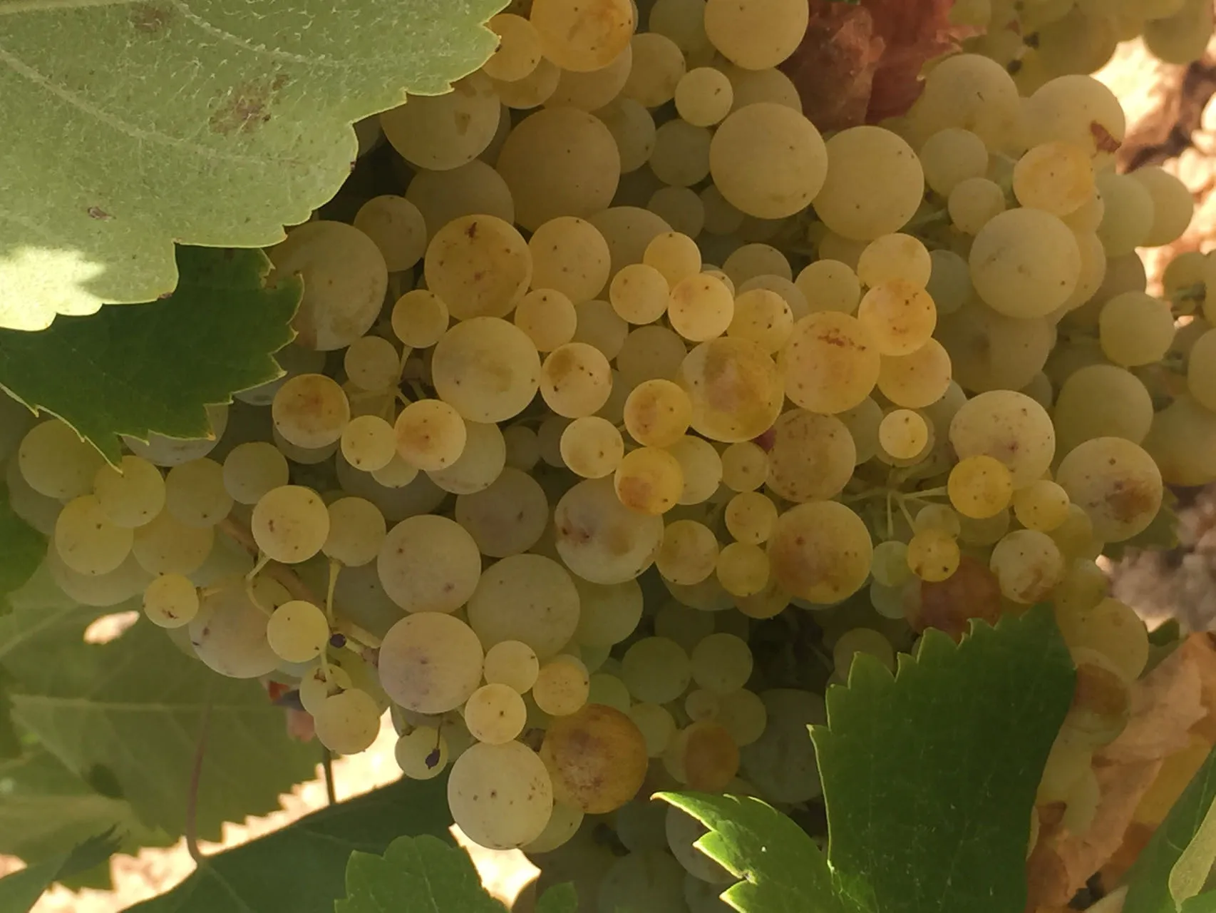 ein Prachtstück an Airén