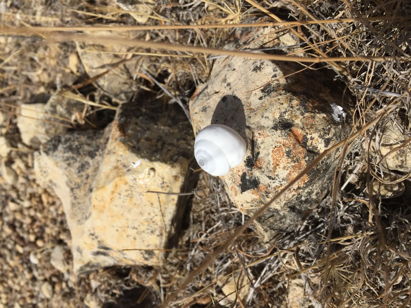 Hätte lecker Paella geben können