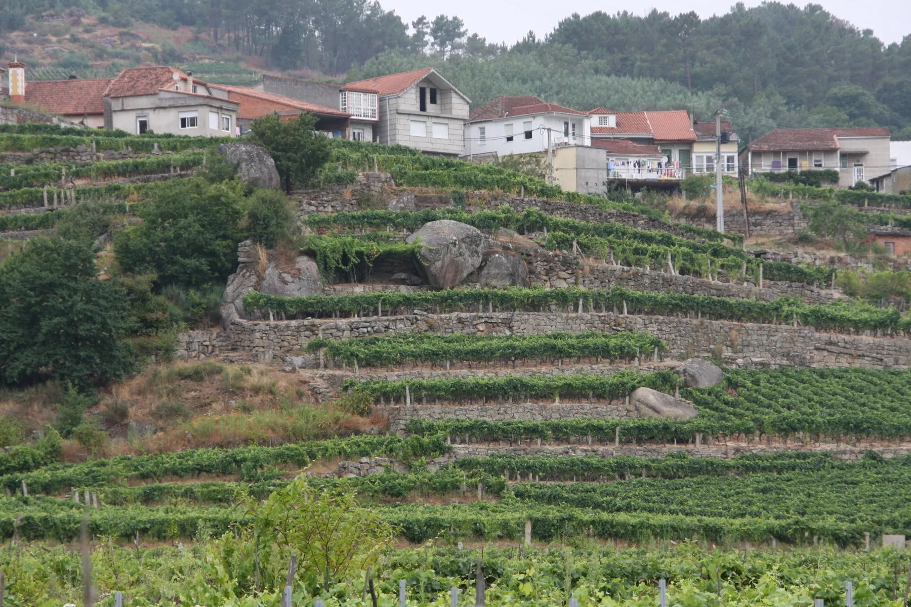 Ribeiro Pazelliert