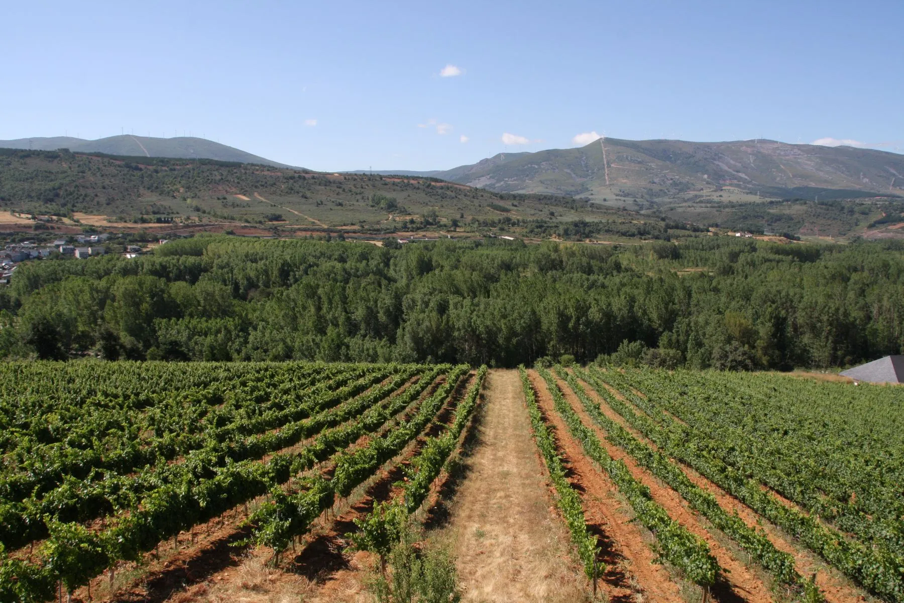 Rioja Rebfläche