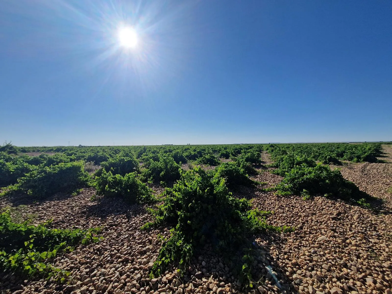 Strahlend blauer Himmel und Sonne über einem alten Weinberg