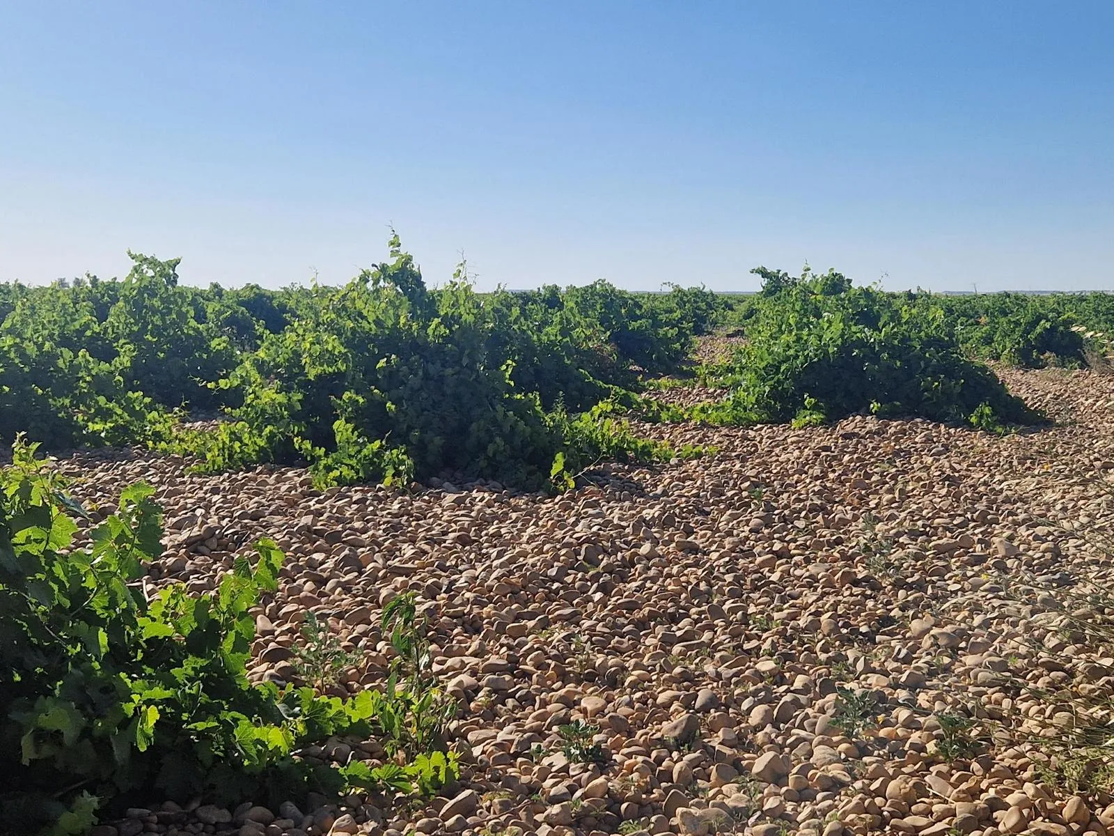 Weinberg in der Region Rueda