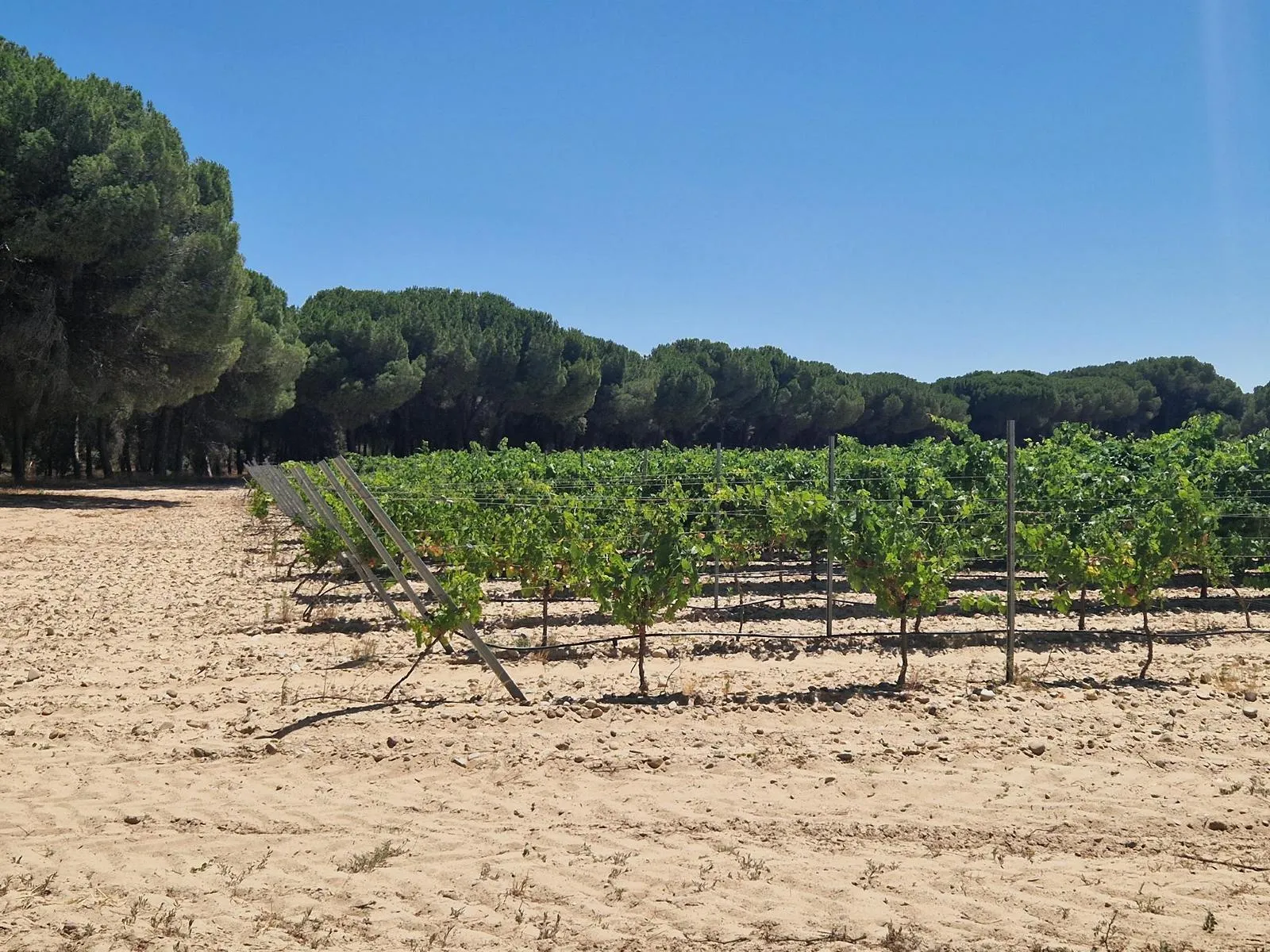 Pinien und Weinreben auf sandigem Boden in Rueda