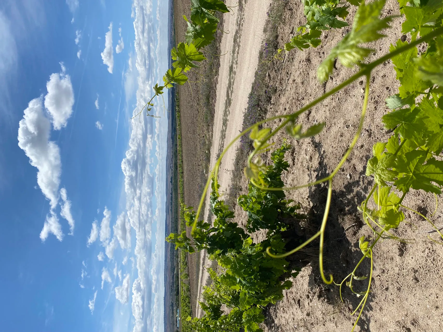 In Madrid mit Kringel