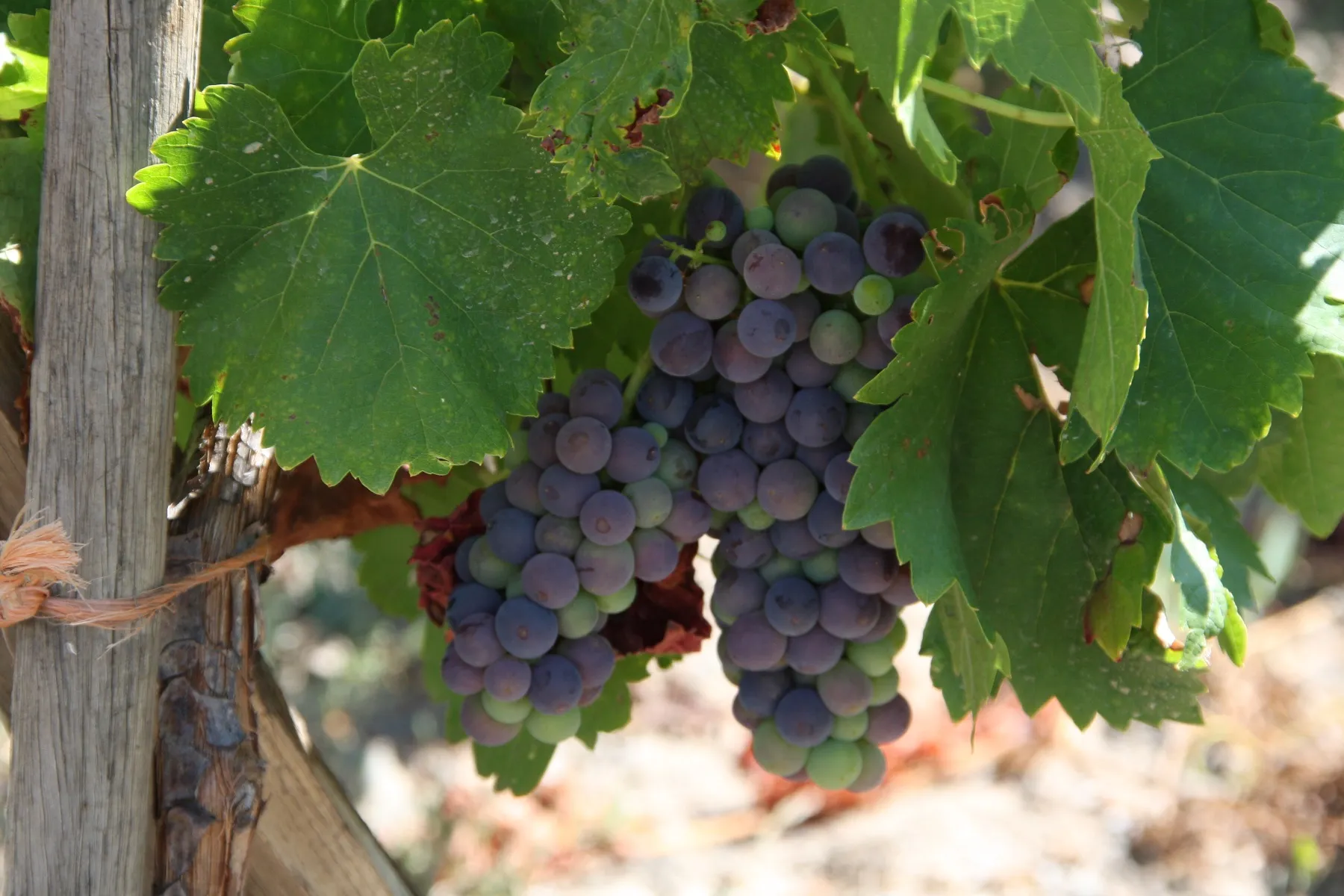 Tempranillo beim Reifen