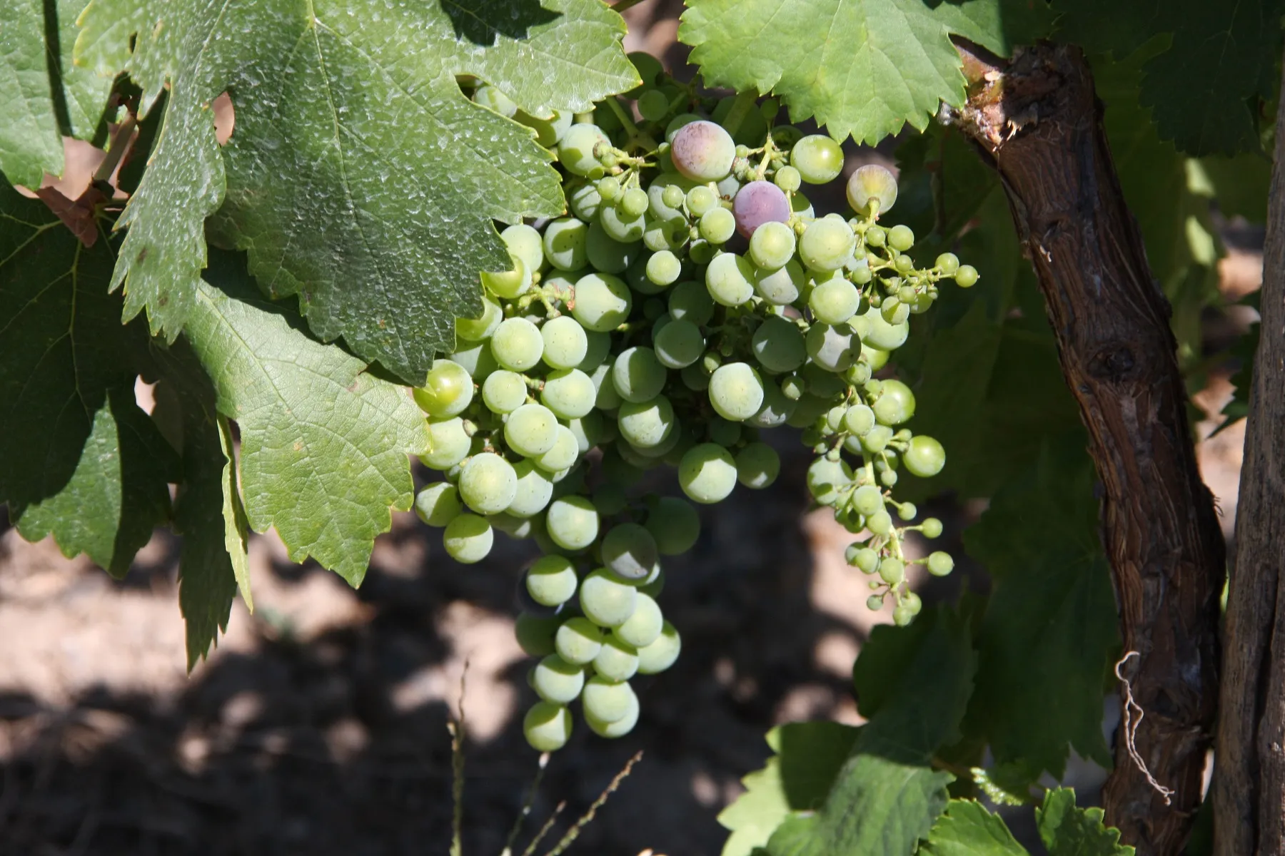 Leichte Röte im Antlitz