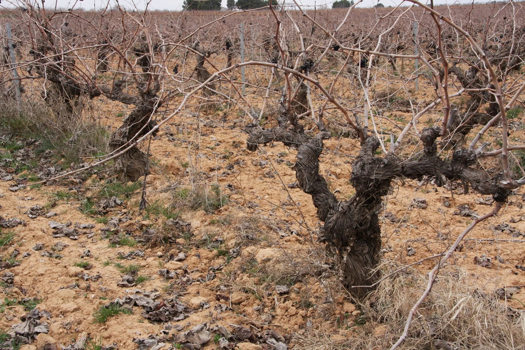 Ich hab die Haare schön