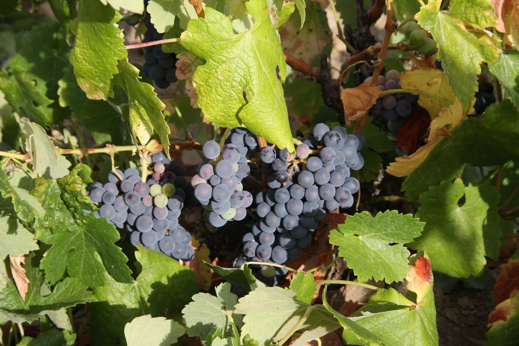 Trauen sich noch nicht alle