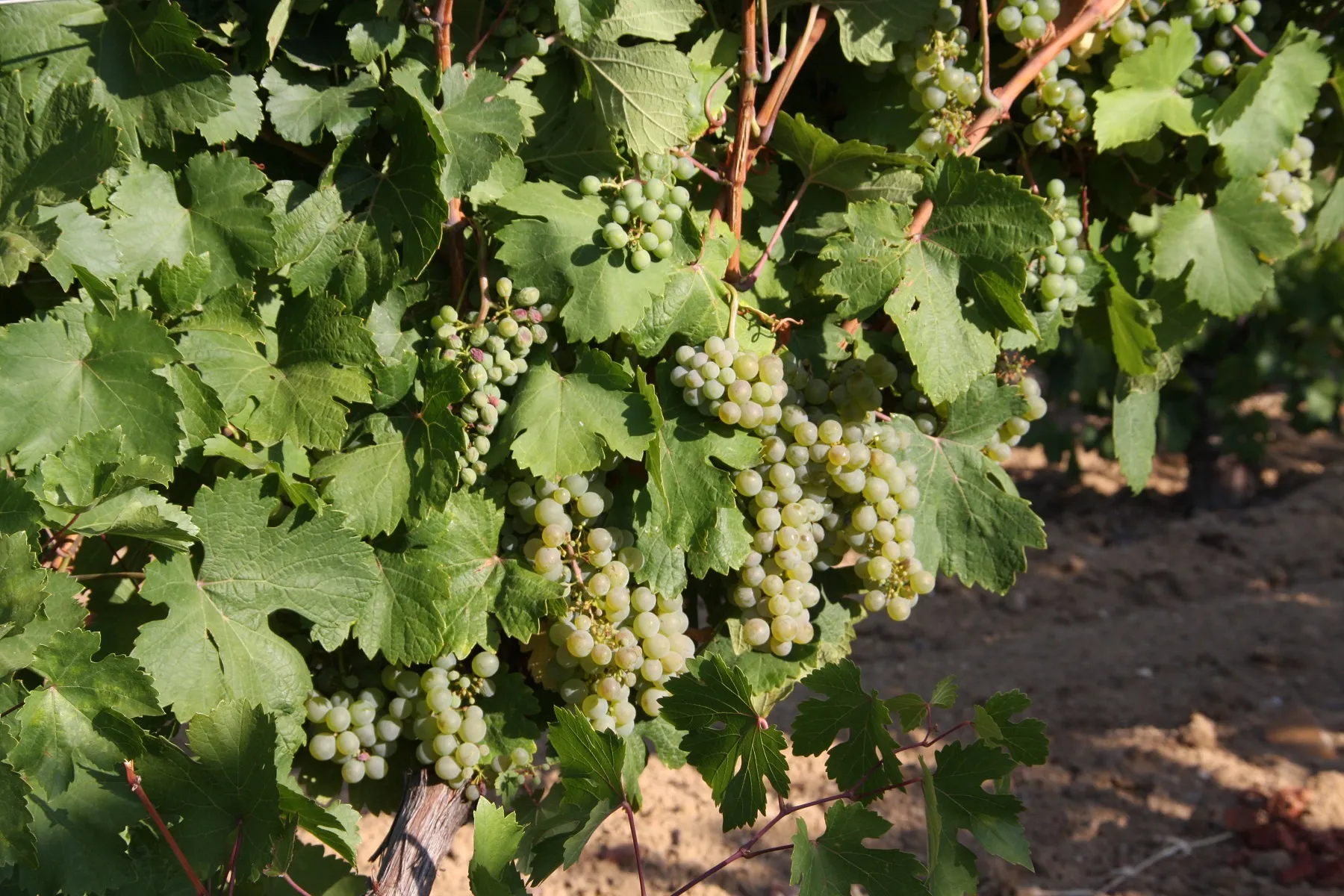 Weiwein-Trauben im Rueda-Gebiet