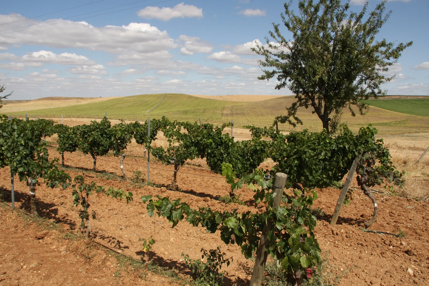 Wein ist Landwirtschaft