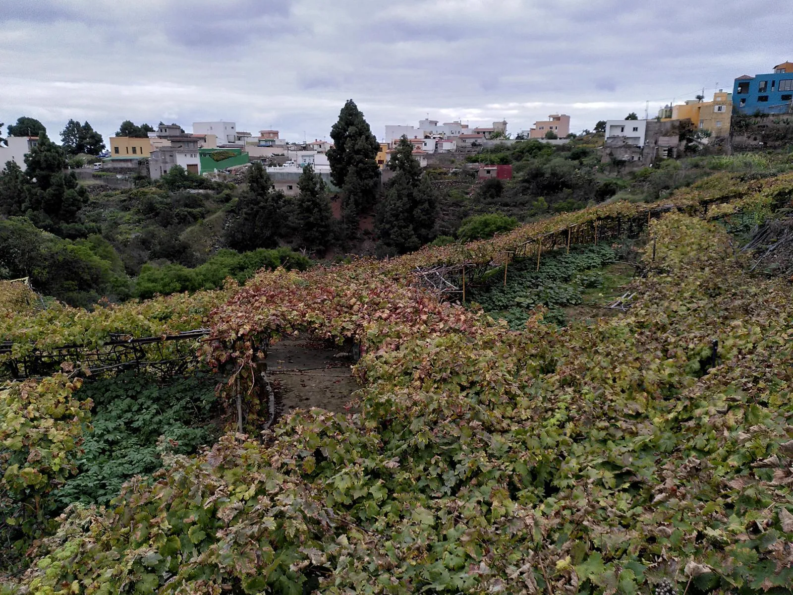 Weinberg im kanarischen Weinbaugebiet Ycoden-Daute-Isora.